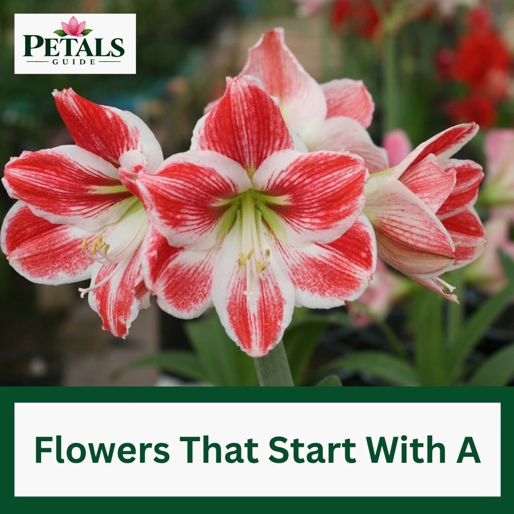 Amazing Flowers That Start With A
