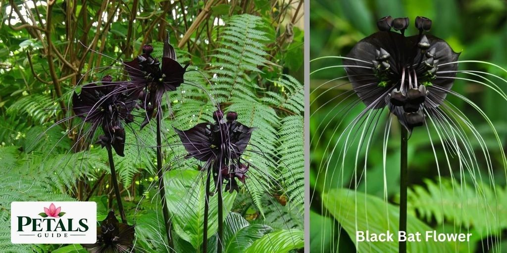 Black Bat Flower