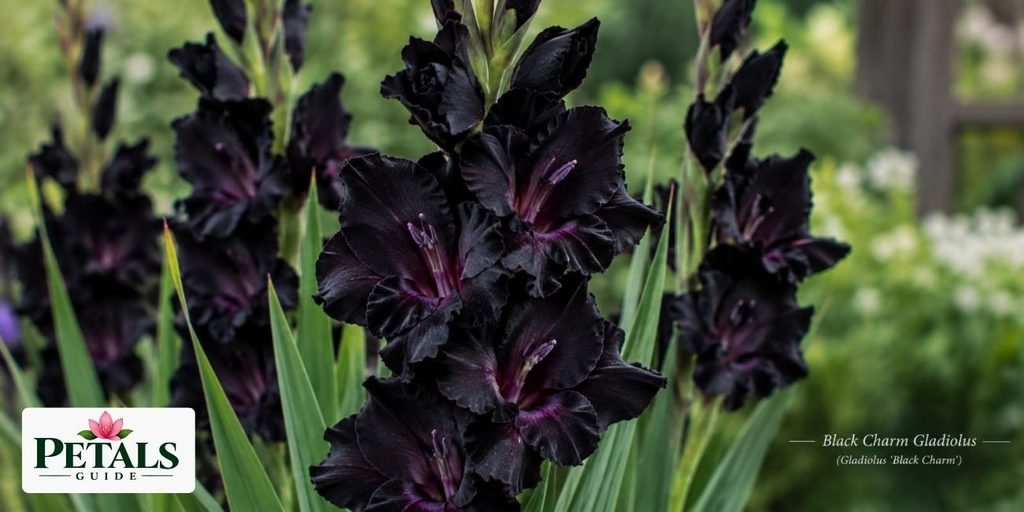 Black Charm Gladiolus