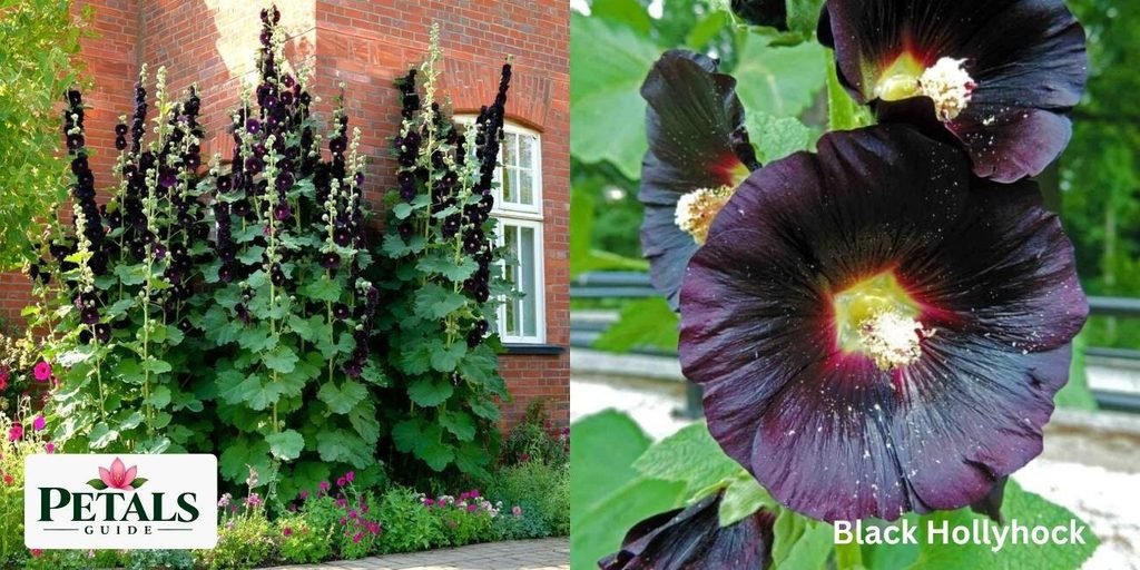 Black Hollyhock-black flowers