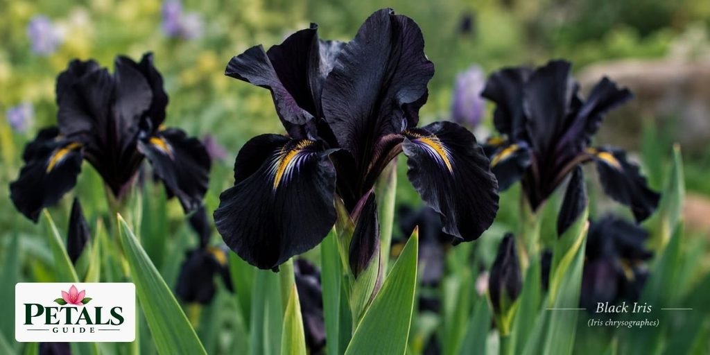 Black Iris 