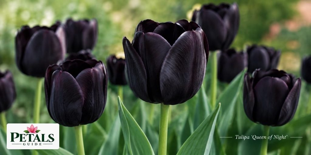 Black Tulip ‘Queen of Night’ 