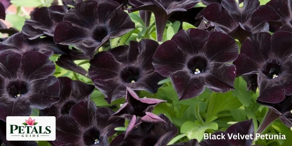 Black Velvet Petunia