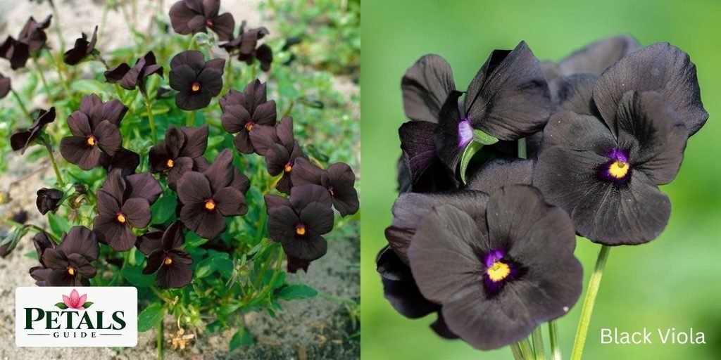 Black Viola (Viola ‘Molly Sanderson’)