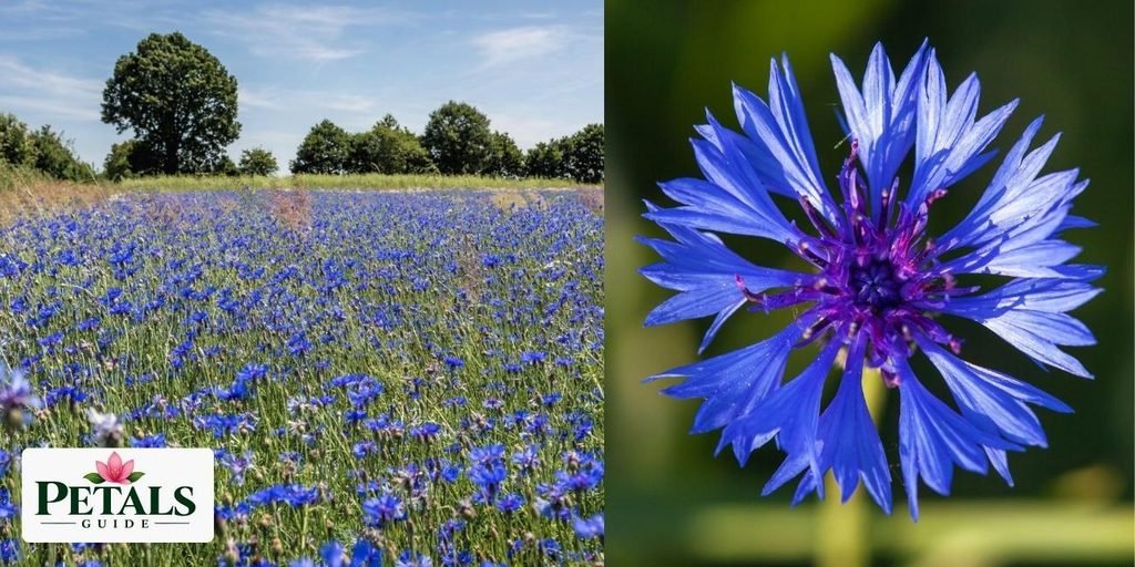 CORNFLOWER
