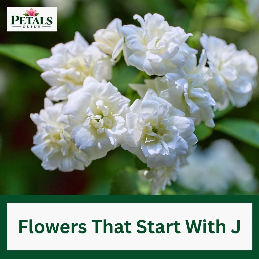 Flowers That Start With J