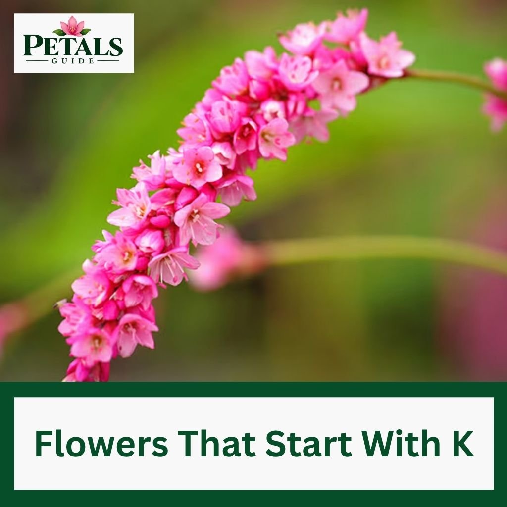Flowers That Start With K