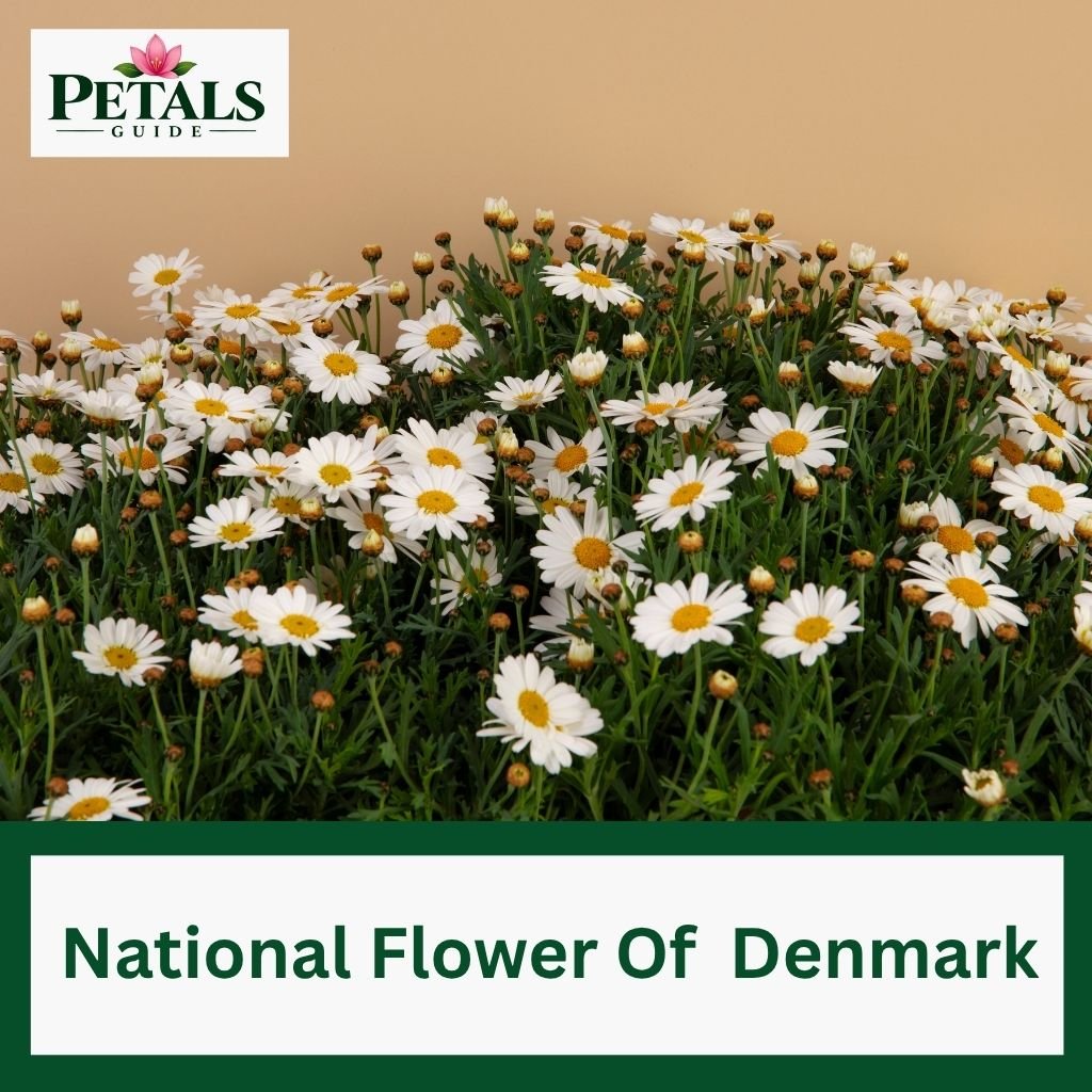 National Flower Of Denmark