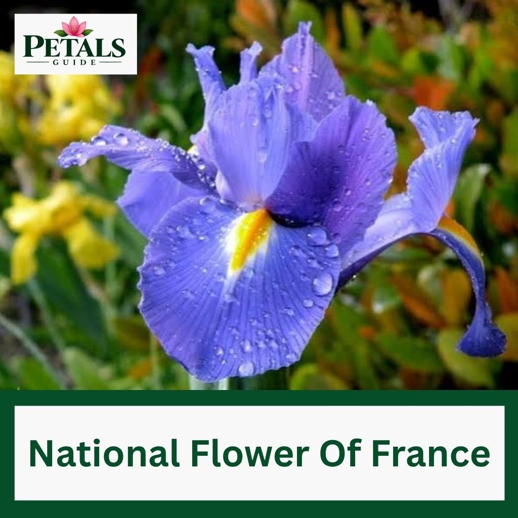 National Flower Of France