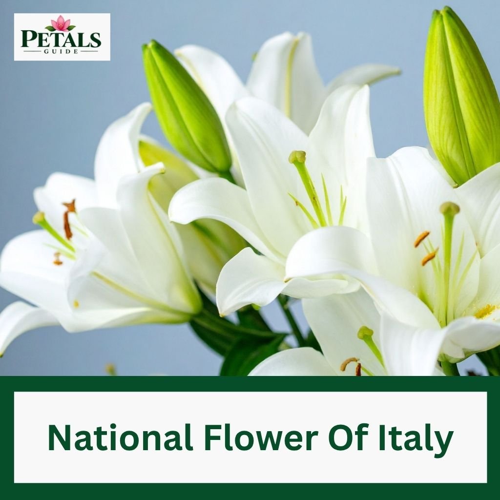 National Flower Of Italy