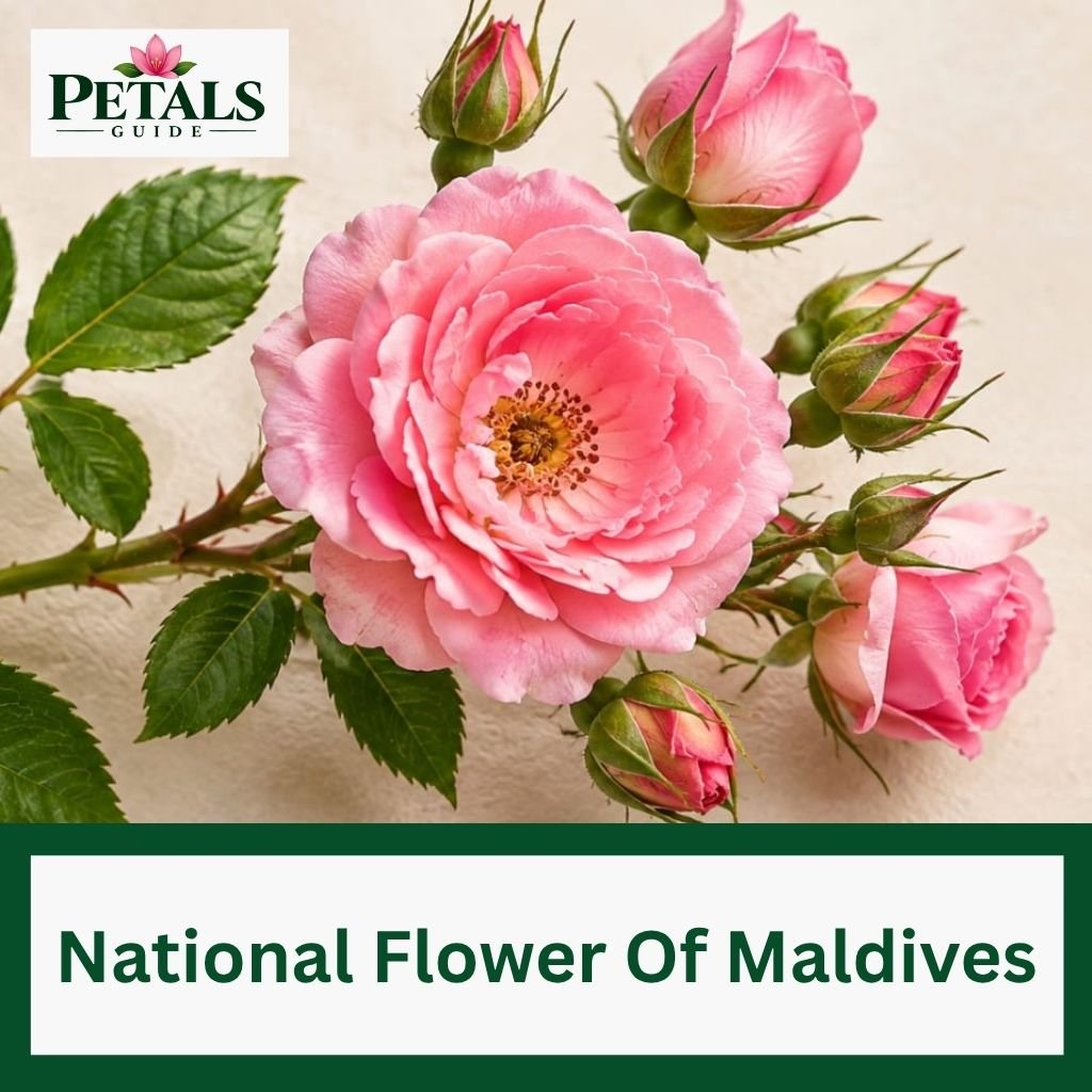 National Flower Of Maldives