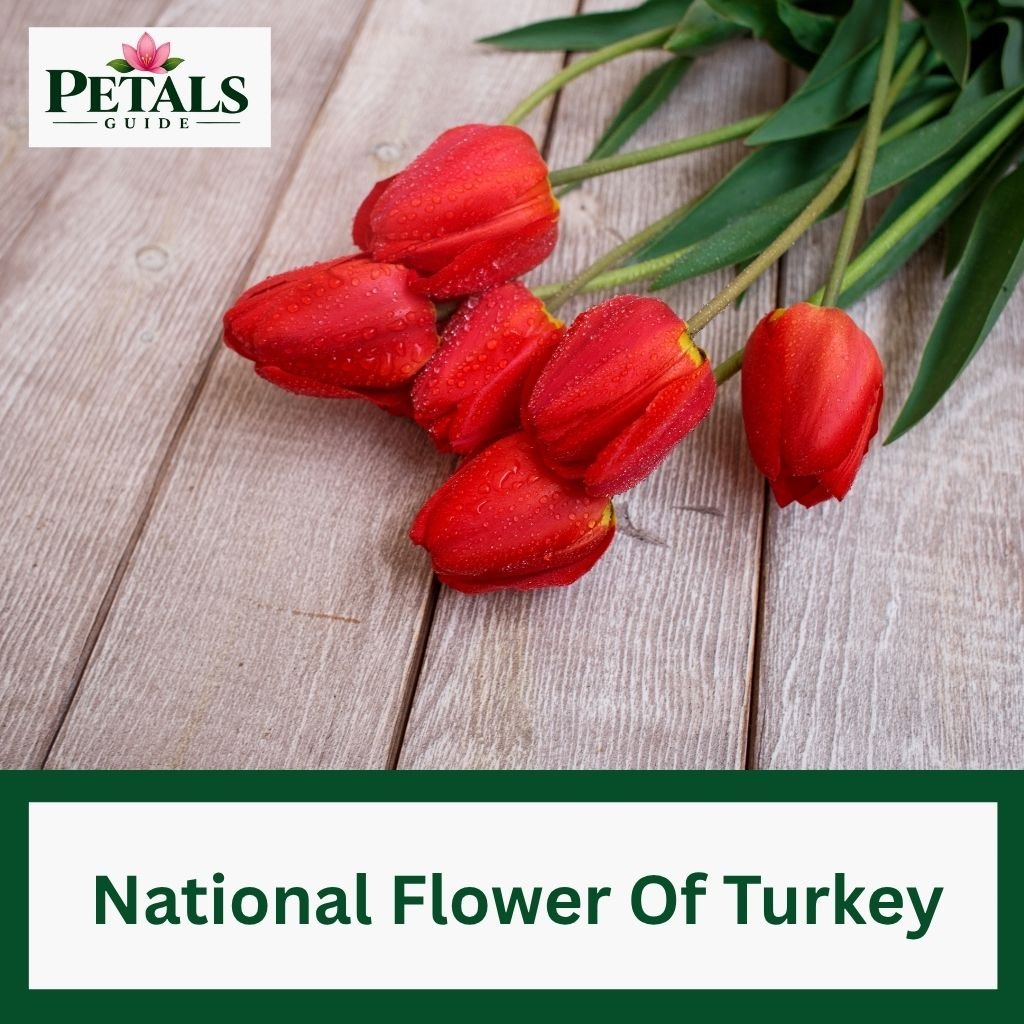 National Flower Of Turkey