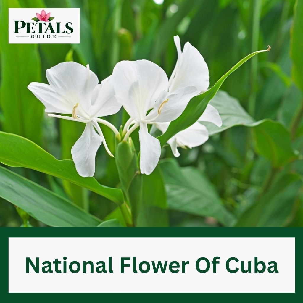 National Flower of Cuba
