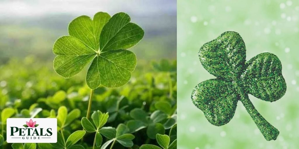 National Flower of Ireland