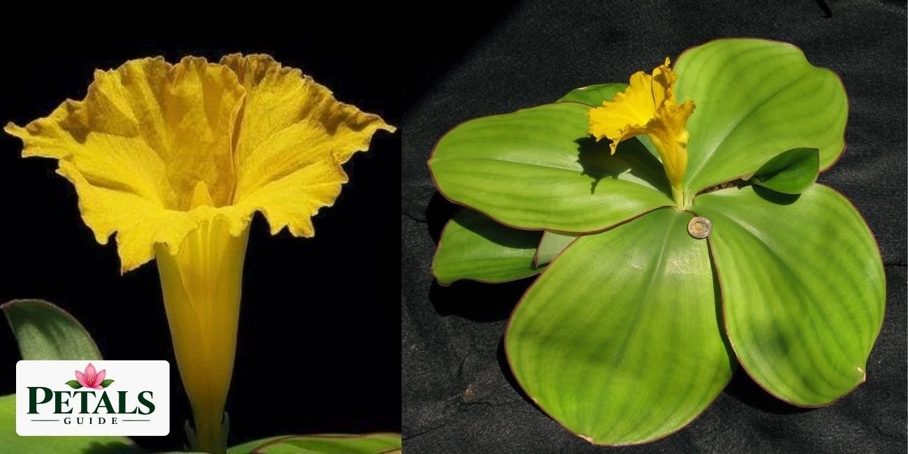 The National Flower of Nigeria
