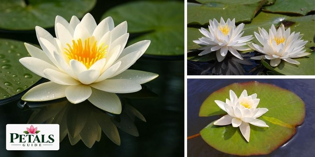 What Does Shapla Look Like? Bangladesh National Flower