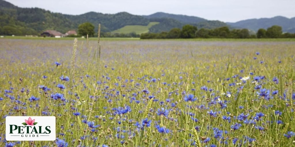 National Flower of Germany Reflects Beauty of Nature and Hard Work of Farmers