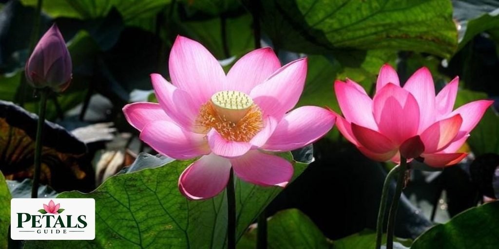 What is the National Flower of Vietnam?