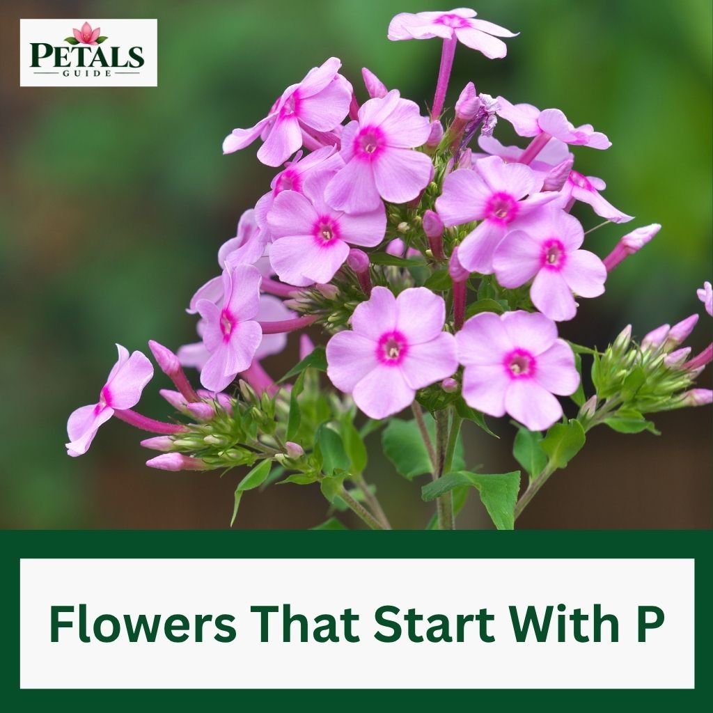 beautiful flowers that start with P