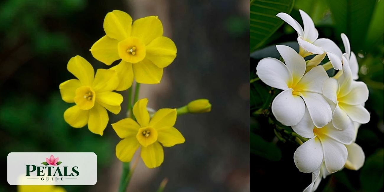 flowers that start with J