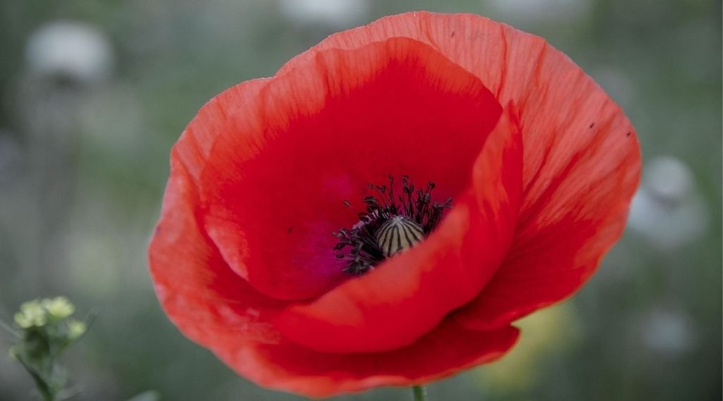 Poppy