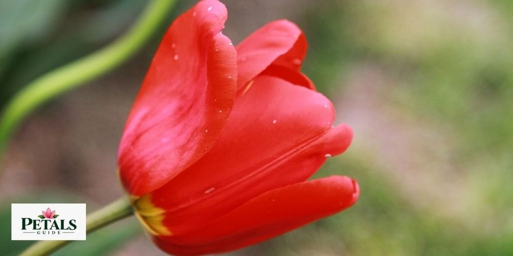 red tulip