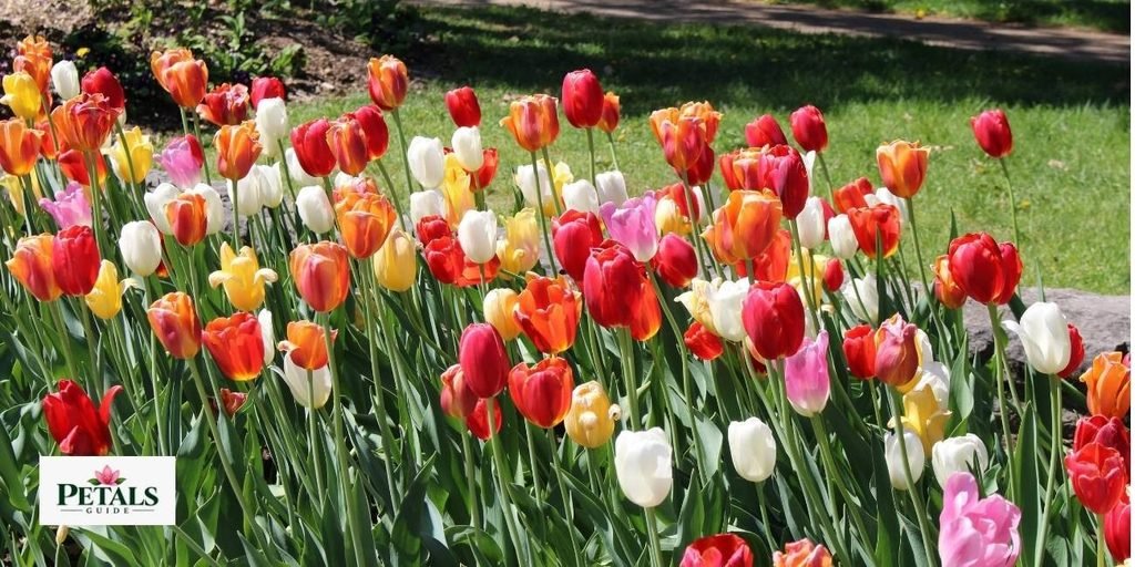 National Flower of Hungary