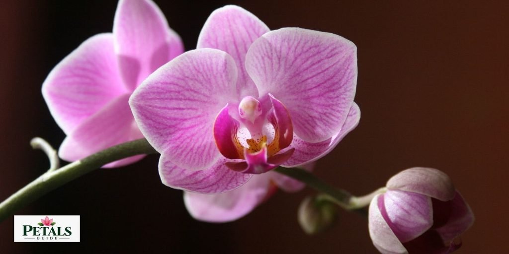 National Flower of Colombia