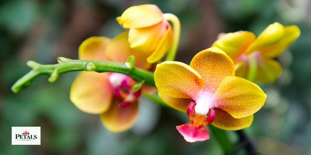 Cattleya trianae
