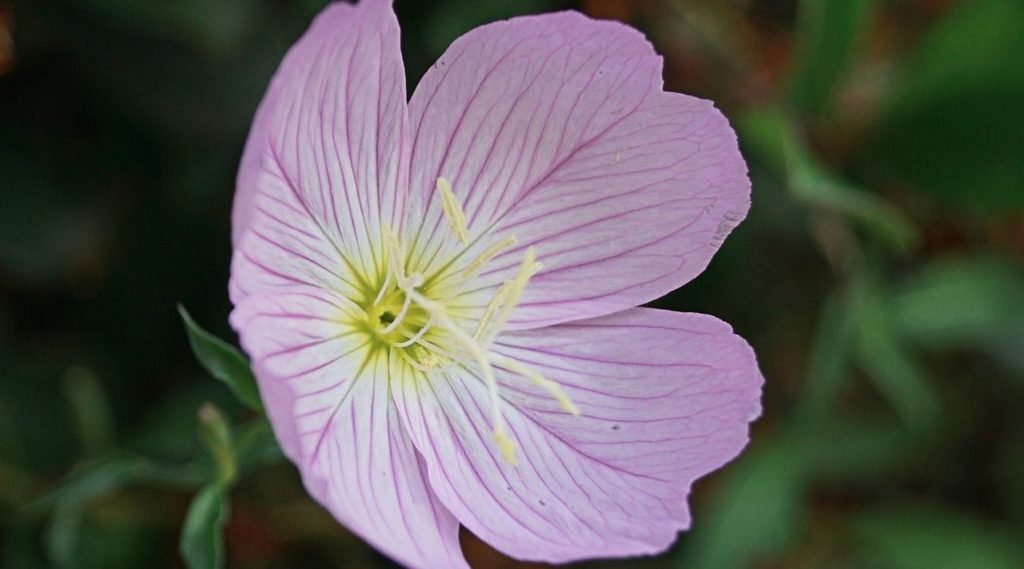 Primrose