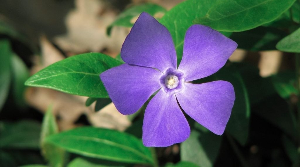 Periwinkle
