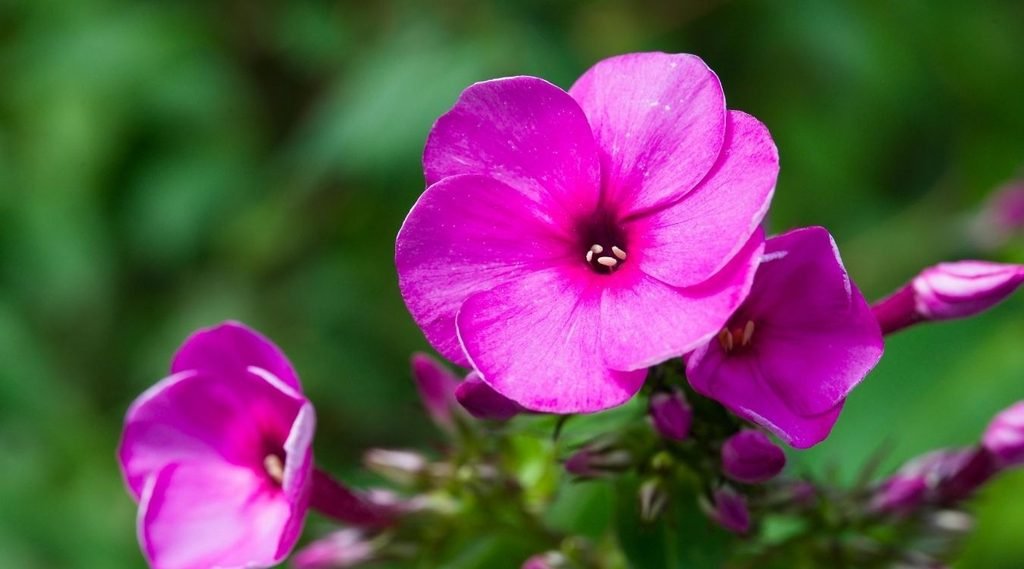 Phlox