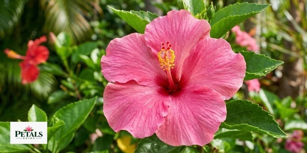 Pink Hibiscus