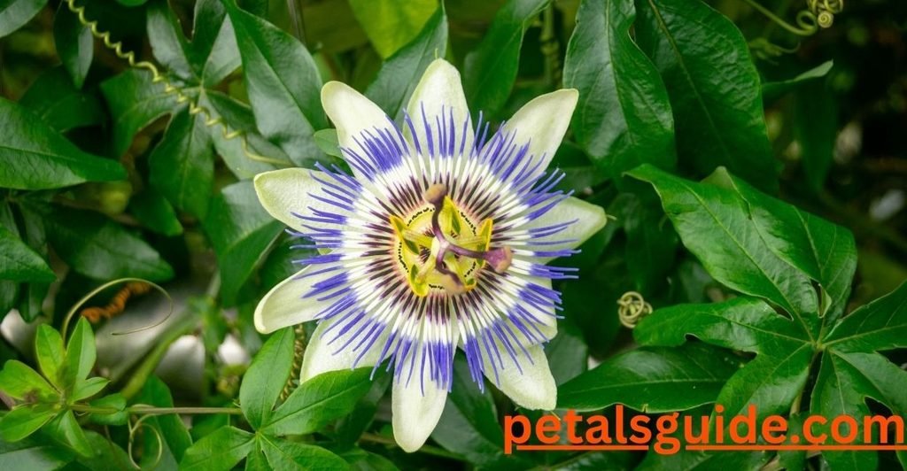 Passionflower