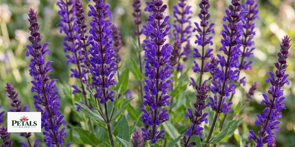  Salvia 