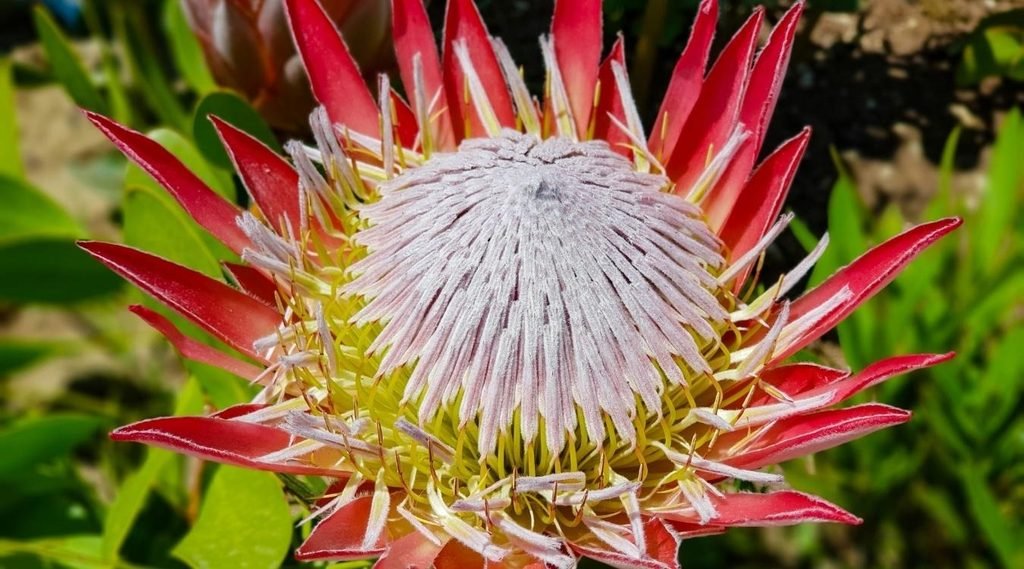 Protea