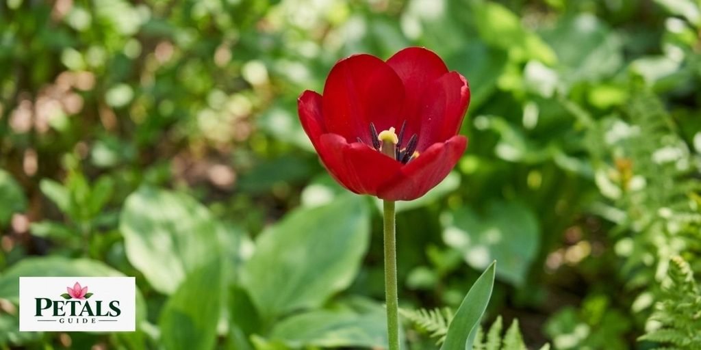 spring flowers
