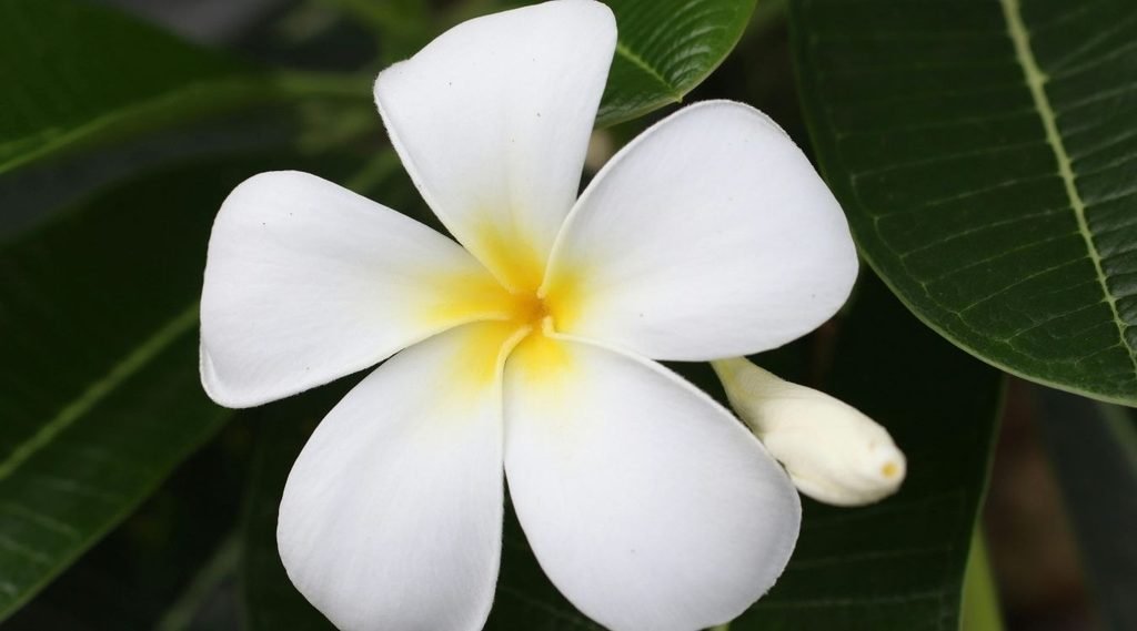 flowers that start with P