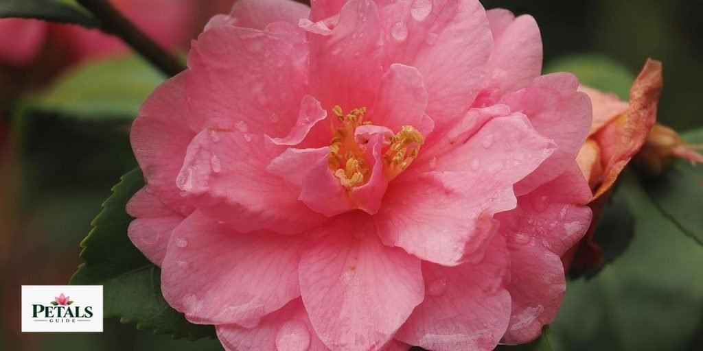 Camellias
