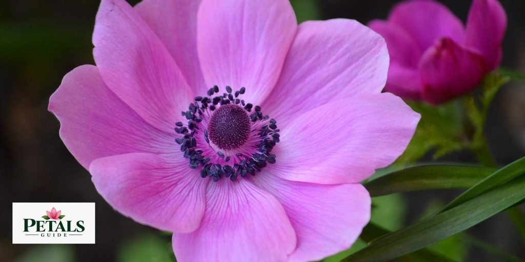 spring flowers