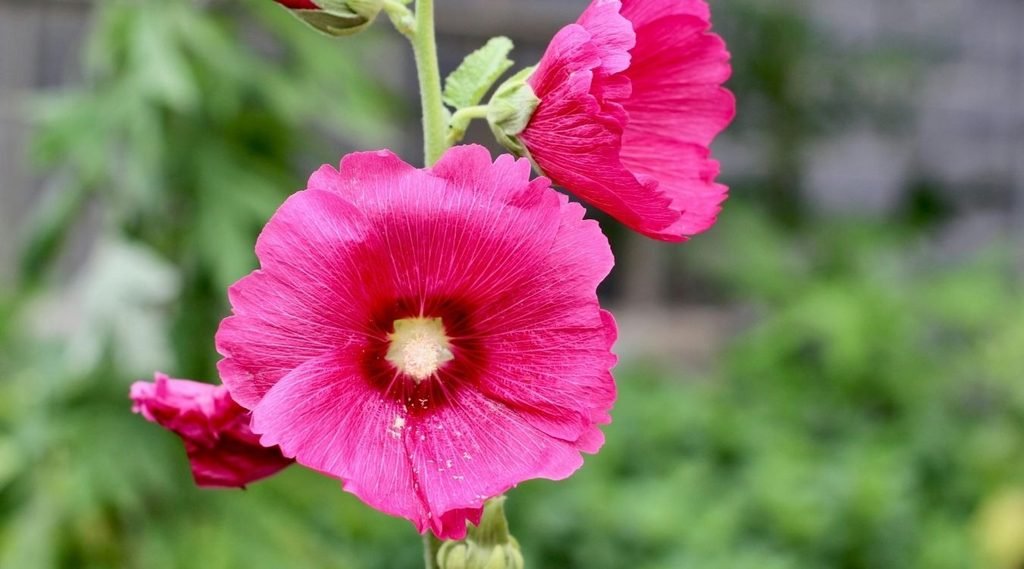 Portulaca,