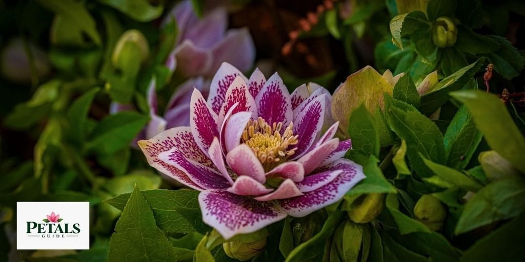 Hellebore