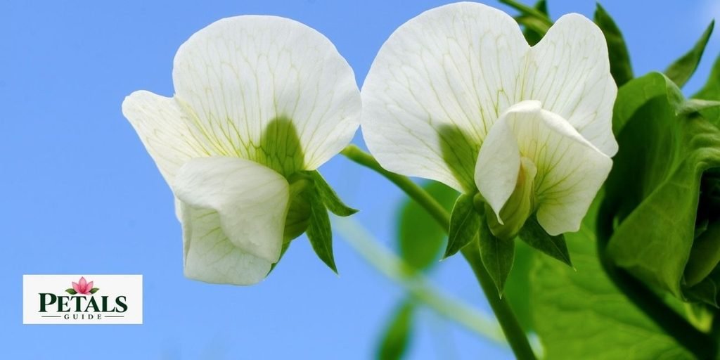 Sweet peas