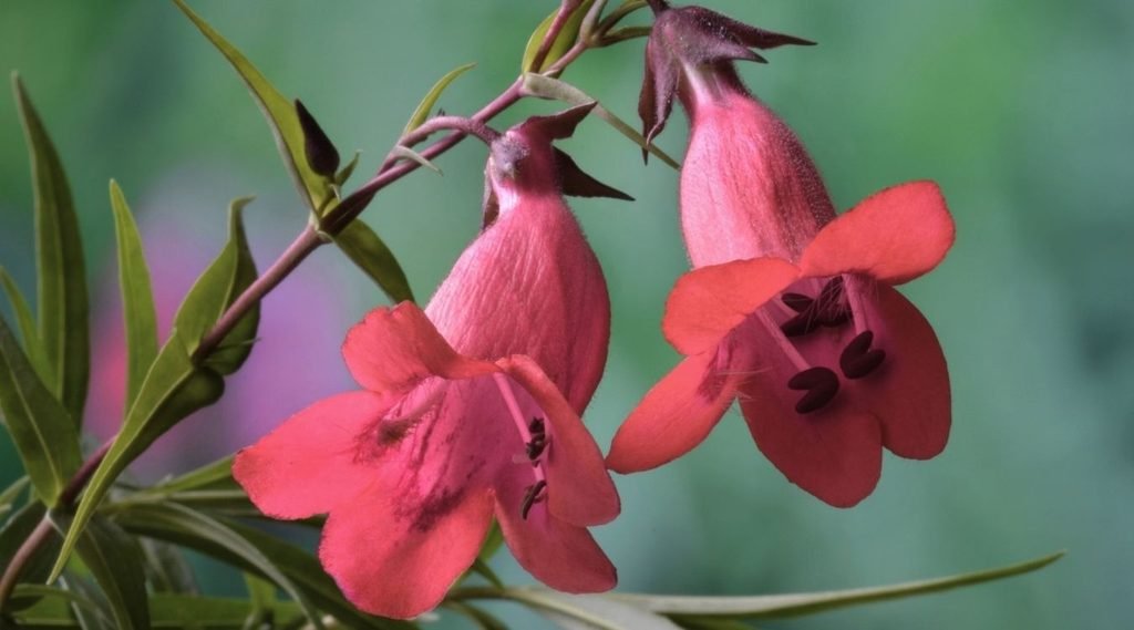 Penstemon