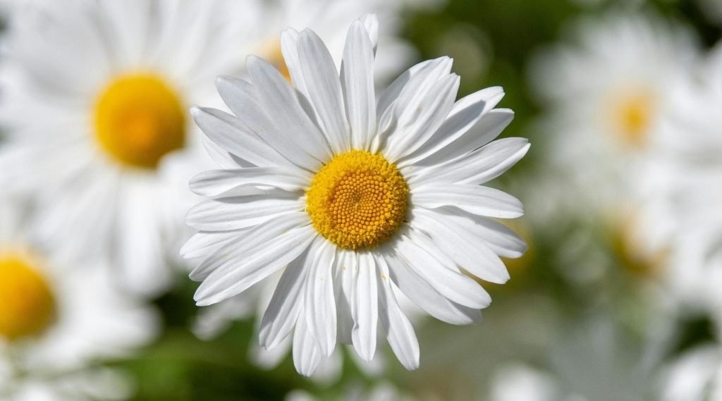 Painted Daisy