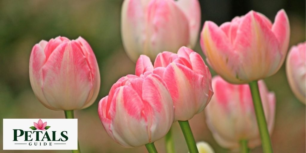 Afghanistan national flower