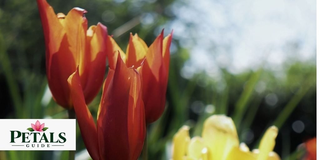 tulip