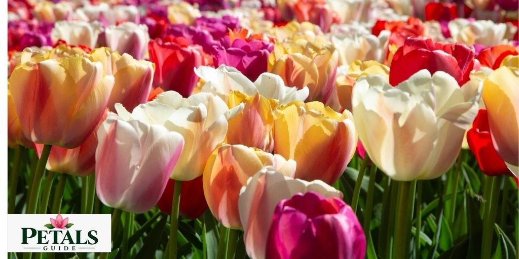 Afghanistan national flower
