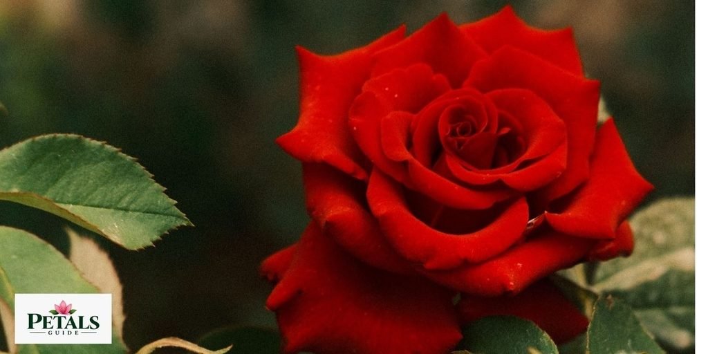 Red Rose
