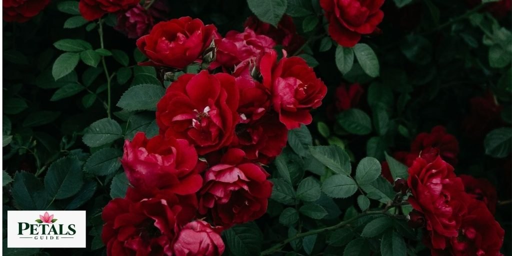 National Flowers of United Kingdom